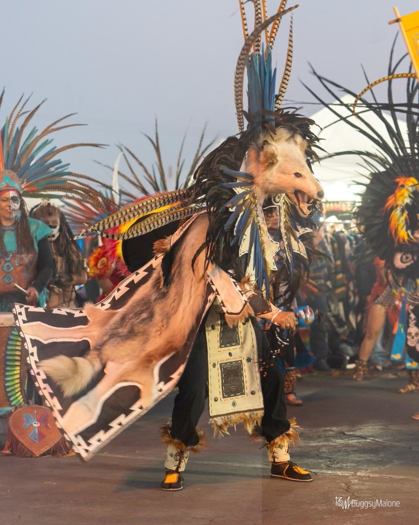 Aztec dancer in wolf headdress with feathered regalia